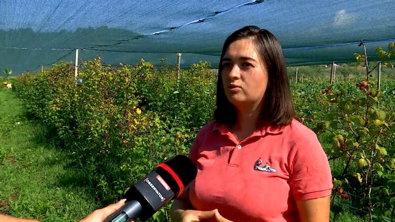 Investiţia de doar 2.500 de lei cu care familia Trifoi şi-a salvat cultura agricolă de caniculă: "Merită!"