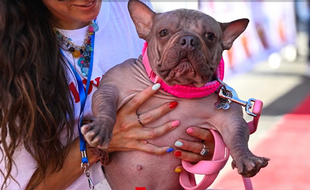 Petunia, un buldog fără păr, a fost desemnat cel mai urât câine din lume. Titlul i-a adus 5.000 de dolari