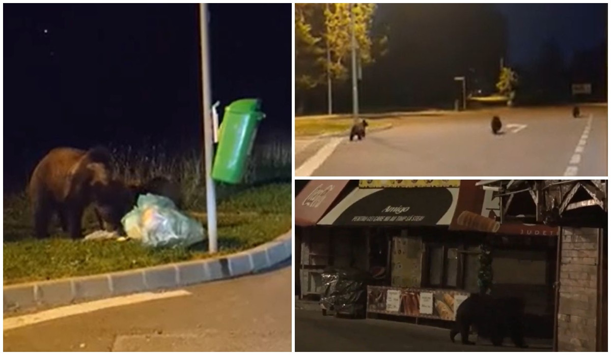 Staţiunile montane, un adevărat pericol pentru turişti din cauza urşilor. Autorităţile, fără soluţii