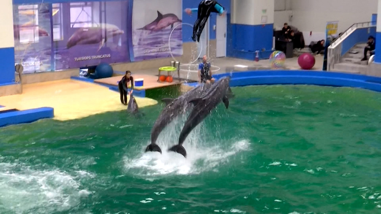 Delfinariul din Constanţa va primi cinci delfini din Malta