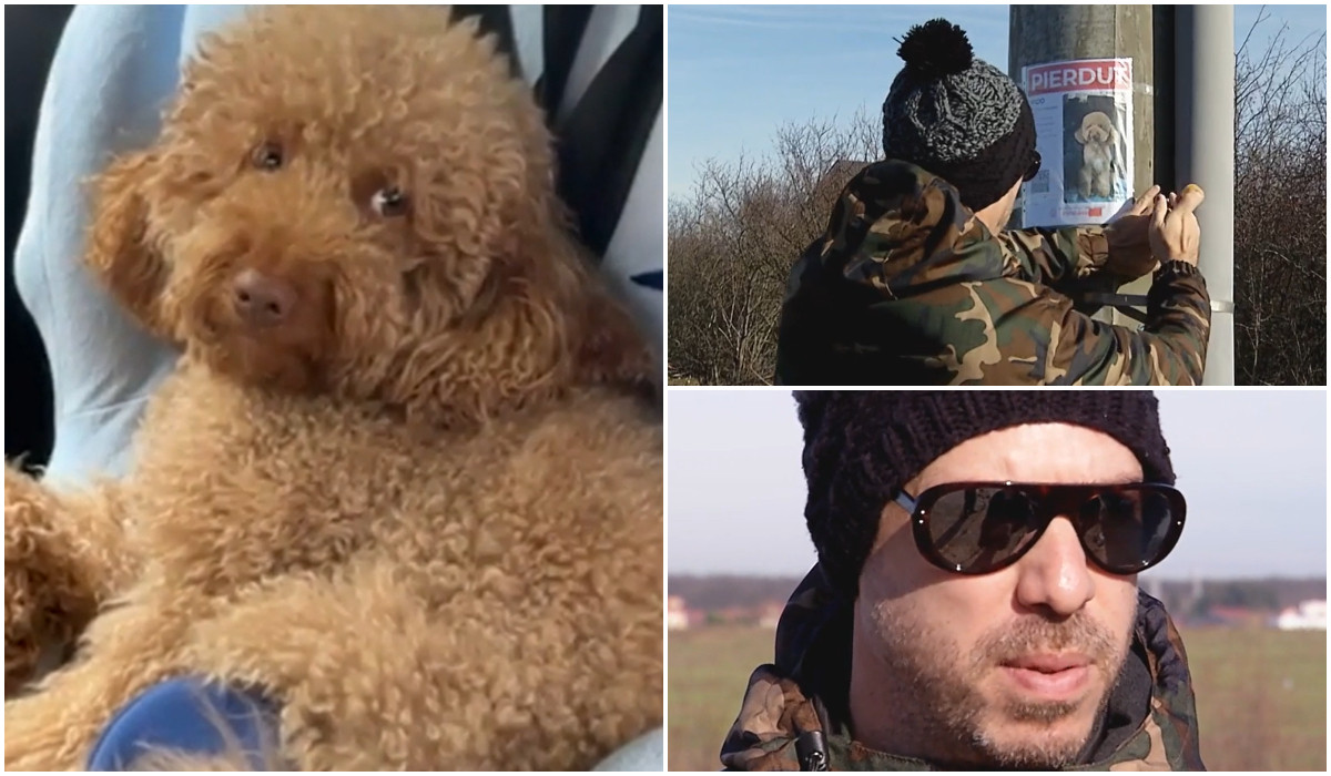 Poza pentru articolul Bichonul Fido, de negăsit de aproape 48 de ore după ce a fugit speriat de artificii: "L-am căutat și cu drona"