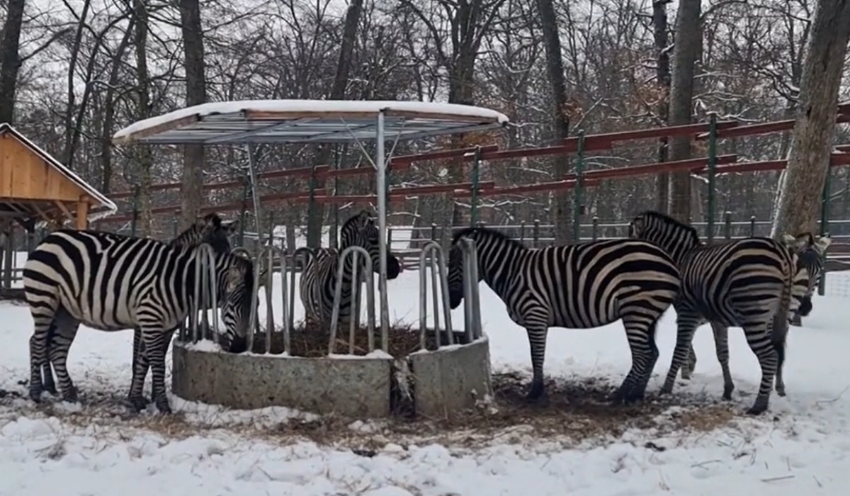 Protecția animalelor de la zoo în gerul din ianuarie