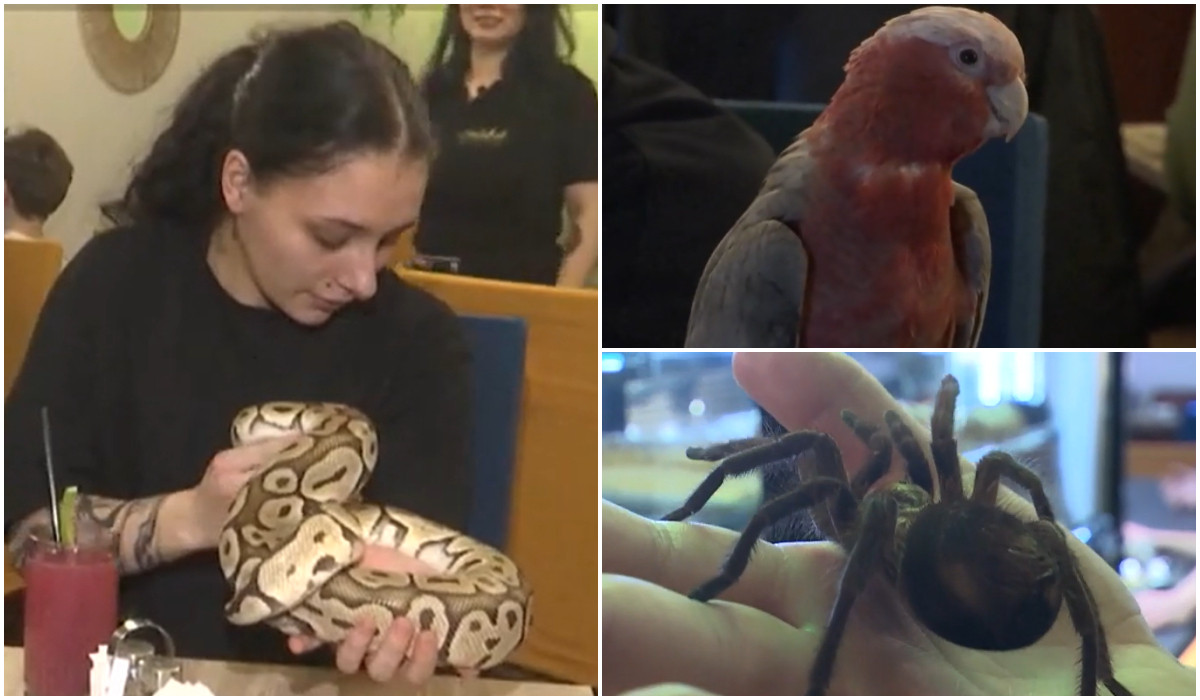 Poza pentru articolul Locul inedit din ţară unde clienţii îşi beau cafeaua înconjuraţi de şerpi şi tarantule