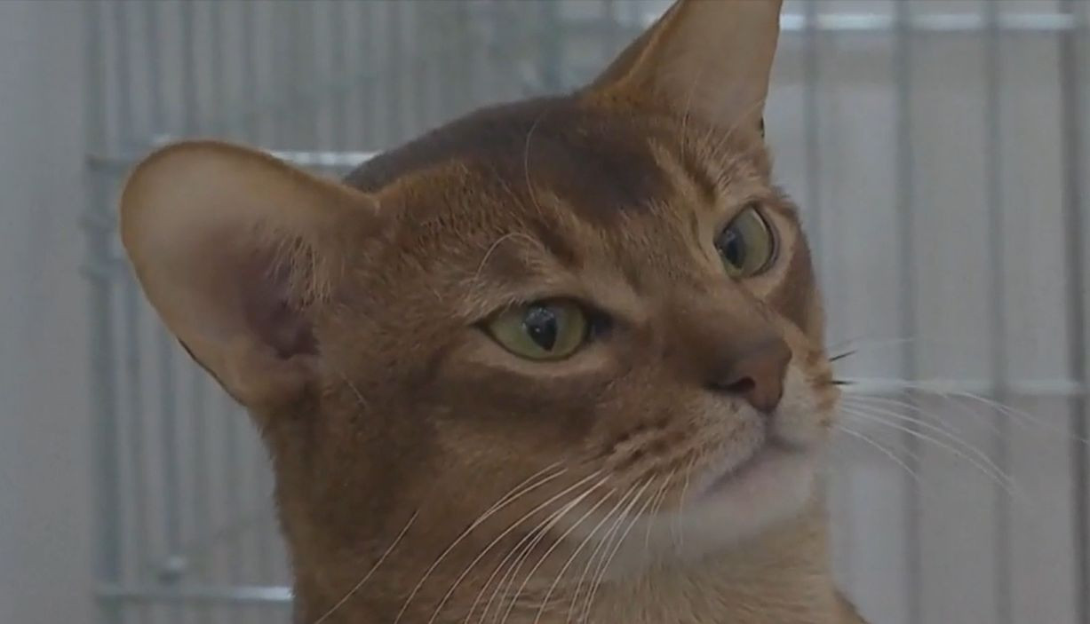 Poza pentru articolul Motanul abisinian din Rusia care a învins 1.500 de pisici la concurs internațional