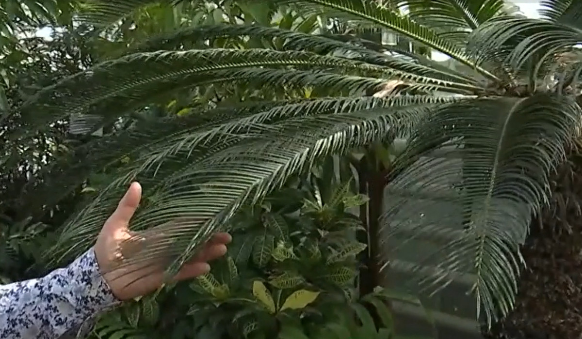 Poza pentru articolul Plantă exotică din vremea dinozaurilor, vedetă la Grădina Botanică din Iași