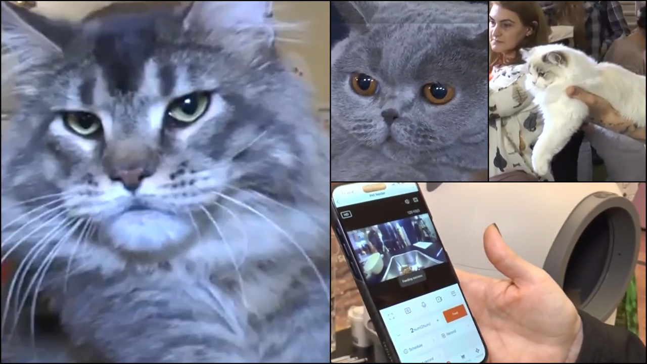 Oscarul pisicilor, la București. 200 de feline în competiție