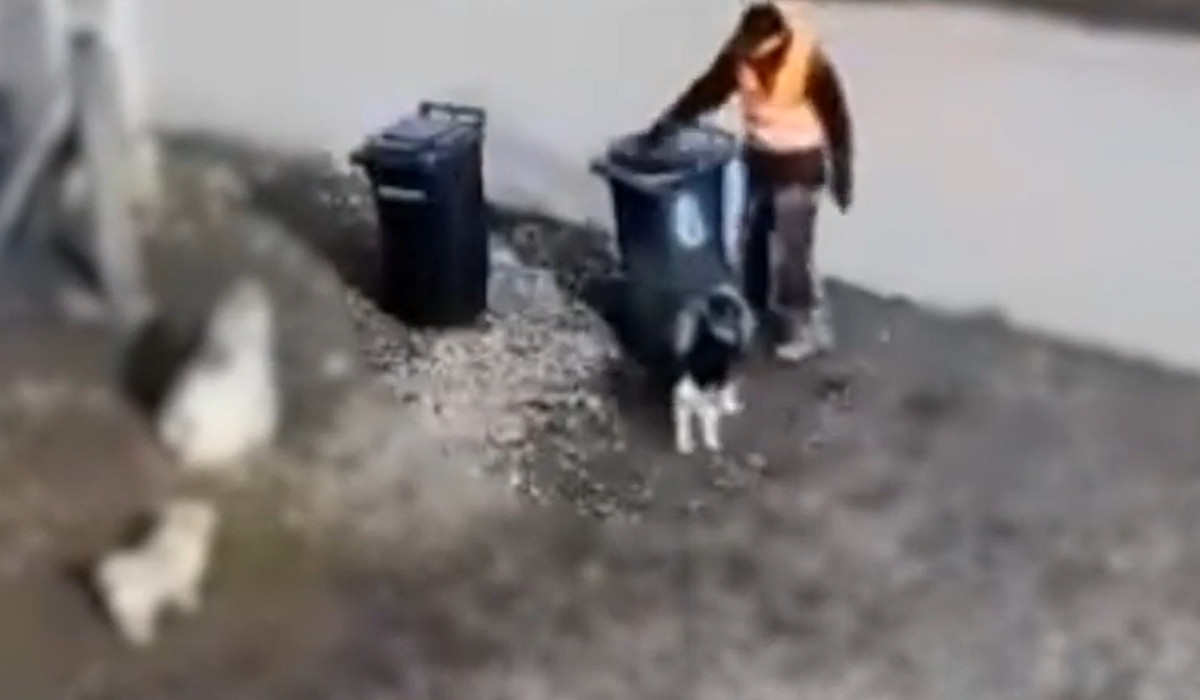 Angajat la salubritate reținut pentru abuz asupra unui câine