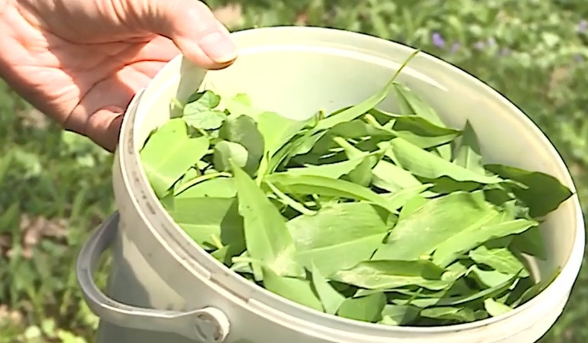 planta-minune-care-se-g-se-te-doar-c-teva-s-pt-m-ni-pe-an-are-propriet-i-vitale-pentru-s-n-tatea-uman