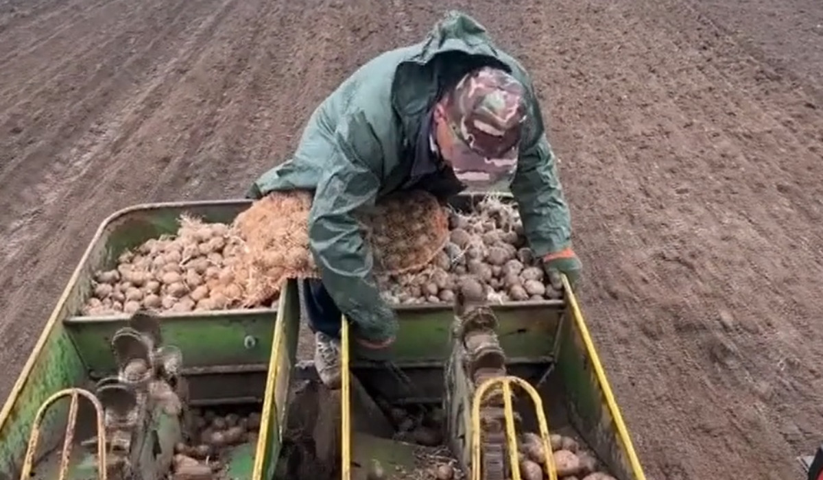 Poza pentru articolul Singura comună din țară care-și cultivă cartofii pentru prânzul elevilor. Costurile se ridică la 5.000 €