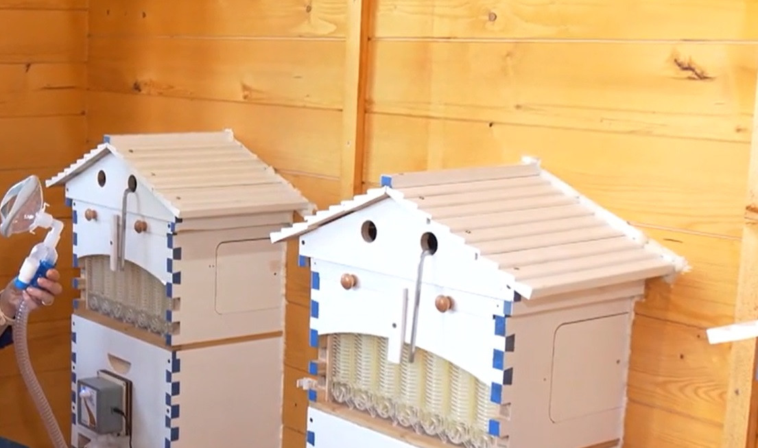 Apicultura wellness în România: proiect de 1 milion de euro la Timișoara. Stupii devin spații de relaxare