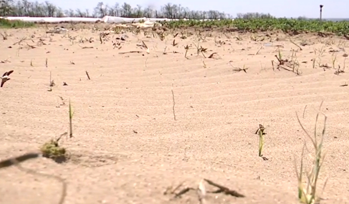 Agricultorii din sudul ţării se confurntă cu seceta extremă. Care sunt cele mai afectate culturi