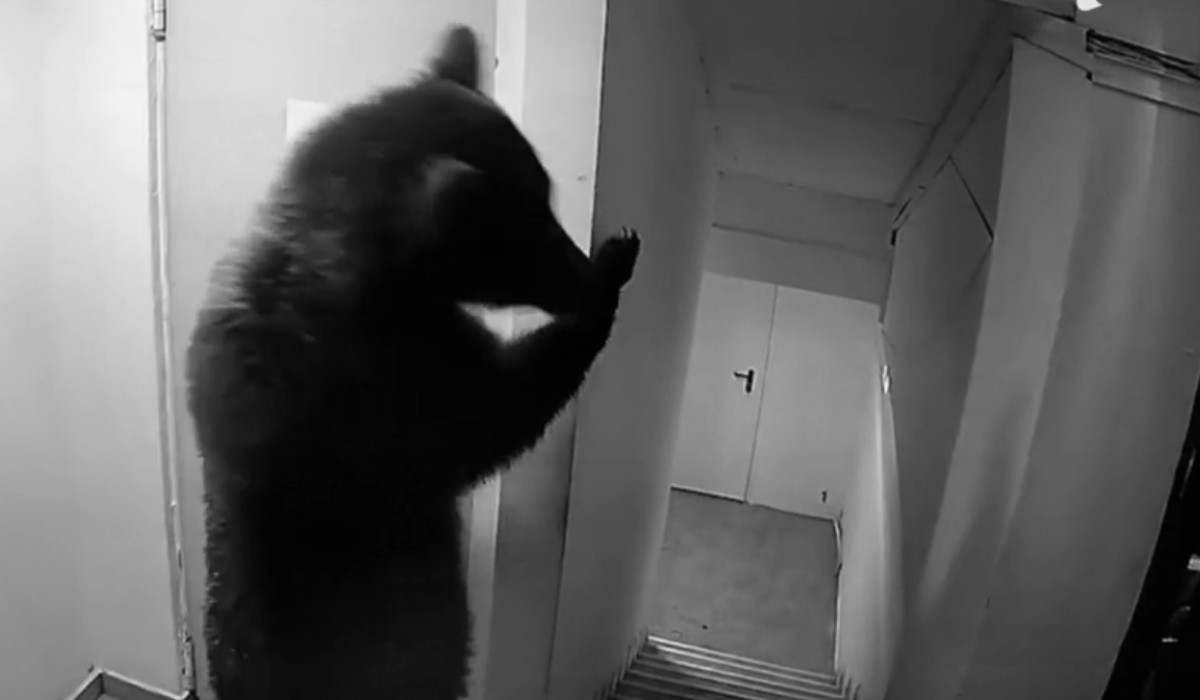 Urs filmat în timp ce intră într-un hotel din Poiana Brașov