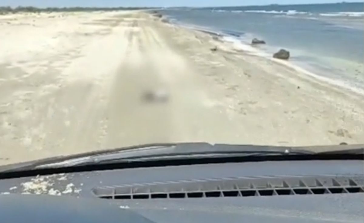 Incident grav în Delta Dunării: bărbat lovește un cormoran
