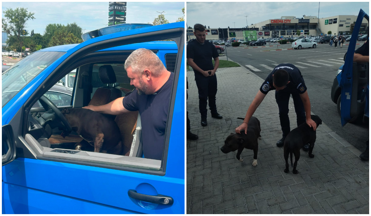 Panică în parcarea unui mall din Galați, unde 2 câini amstaff umblau liberi. Reacția jandarmilor