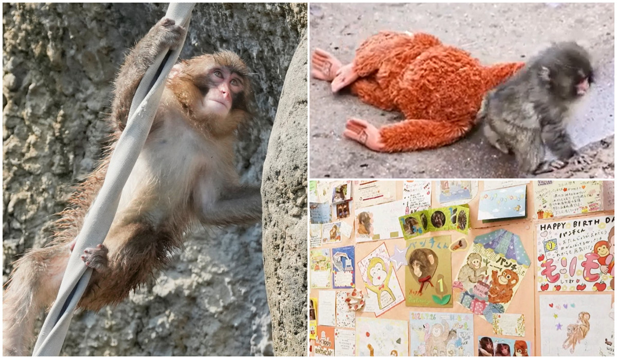 Un an de la imaginile care au făcut înconjurul lumii. Maimuțica Punch, sărbătorită de zeci de mii de fani