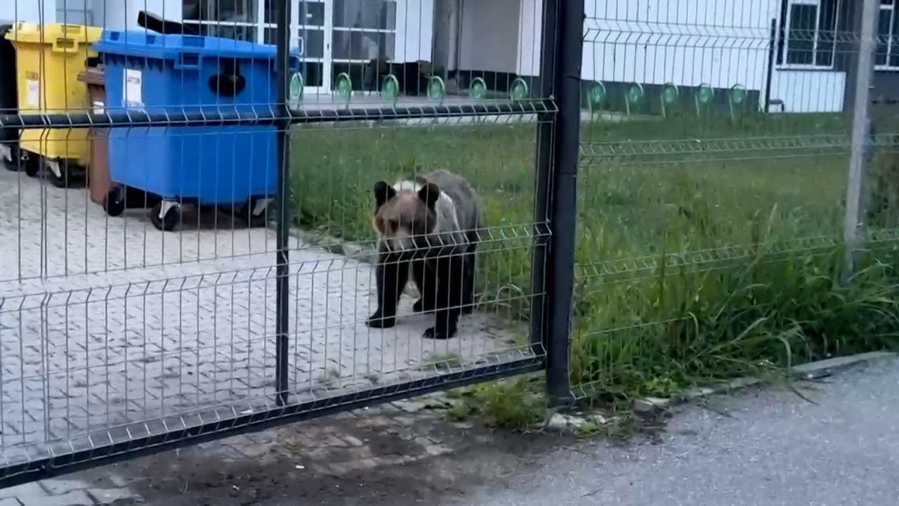 Urs, luat de la liceu şi dus la grădina zoologică. A creat panică în Sibiu