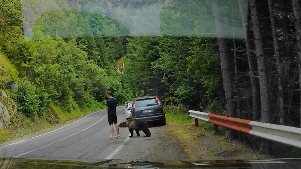 Scenele cu ursul care se furişează în spatele unui turist, analizate de şeful Salvamont