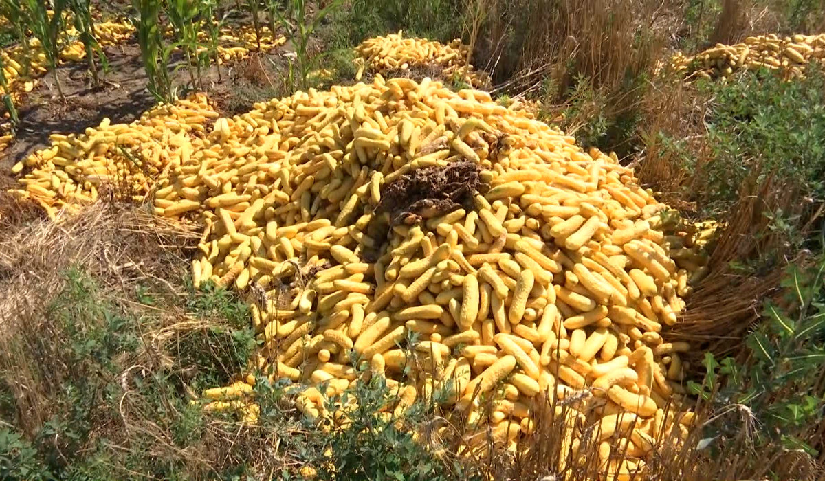 Paradoxul care îi falimentează pe fermieri: recolte bogate, dar tone de legume ajung la gunoi
