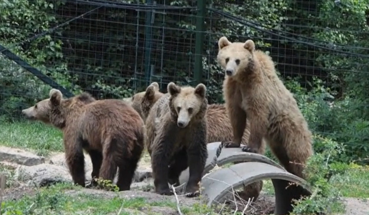 Rămași fără mamă, patru pui de urs de la Zărnești primesc o nouă șansă într-un parc natural din Franța