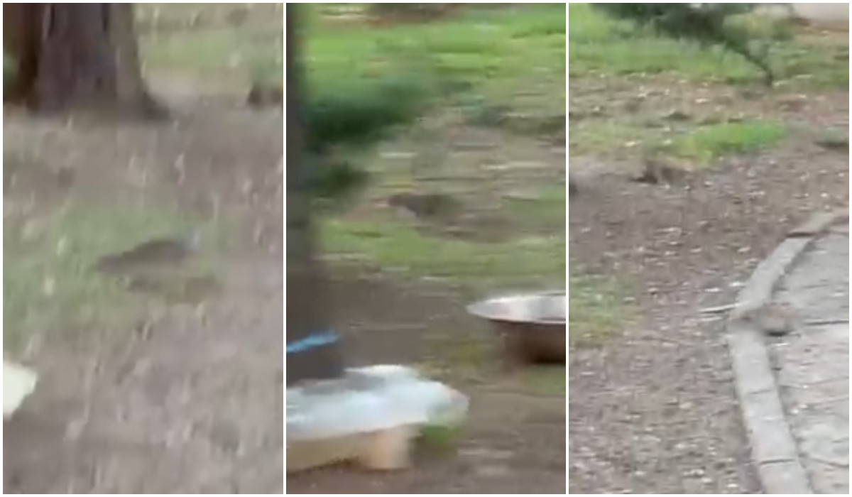 Șobolani filmați lângă Primăria Sectorului 1