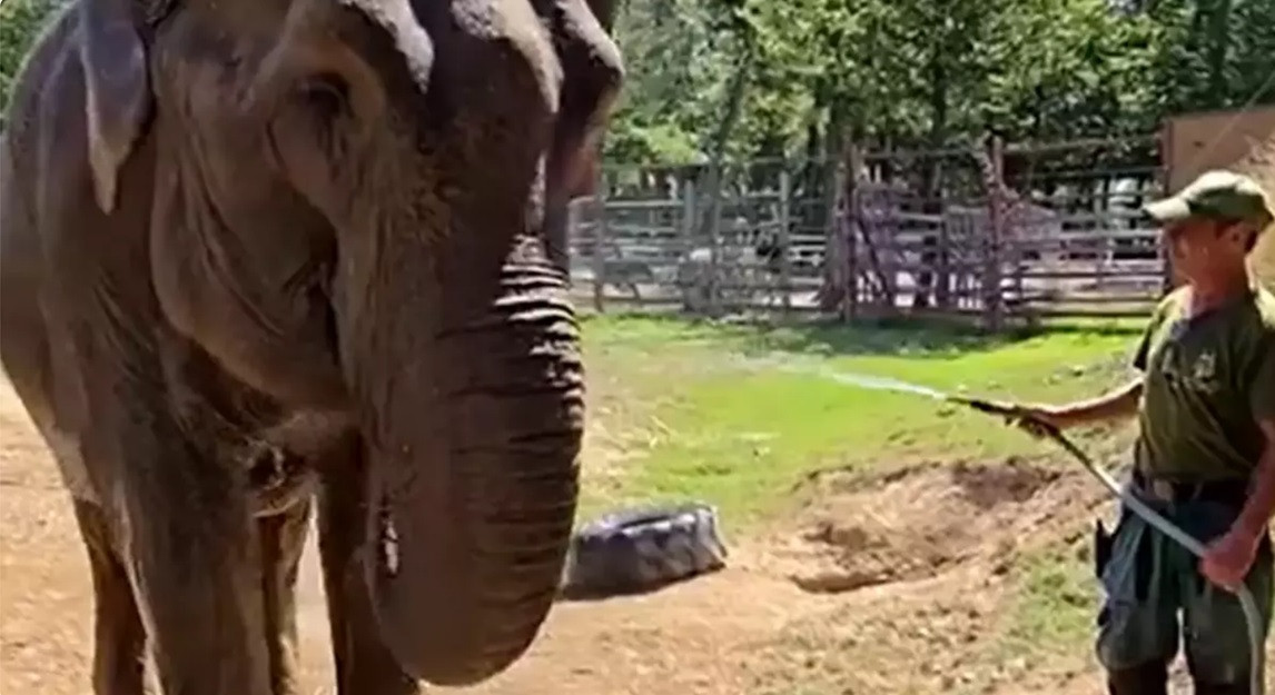 Cum scapă animalele de caniculă: tratamente speciale la Grădina Zoologică din Târgu Mureș
