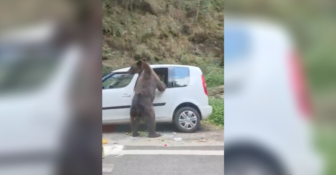 Momentul în care un urs sparge geamul unei mașini pe Transfăgărășan ca să caute mâncare
