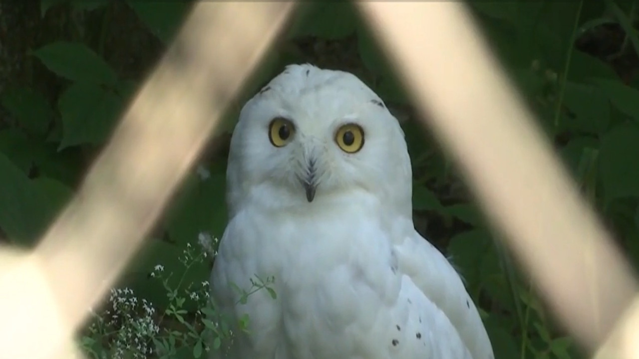 4 august, ziua internaţională a bufniţei. Grădina zoologică unde se află un exemplar rar întâlnit în România