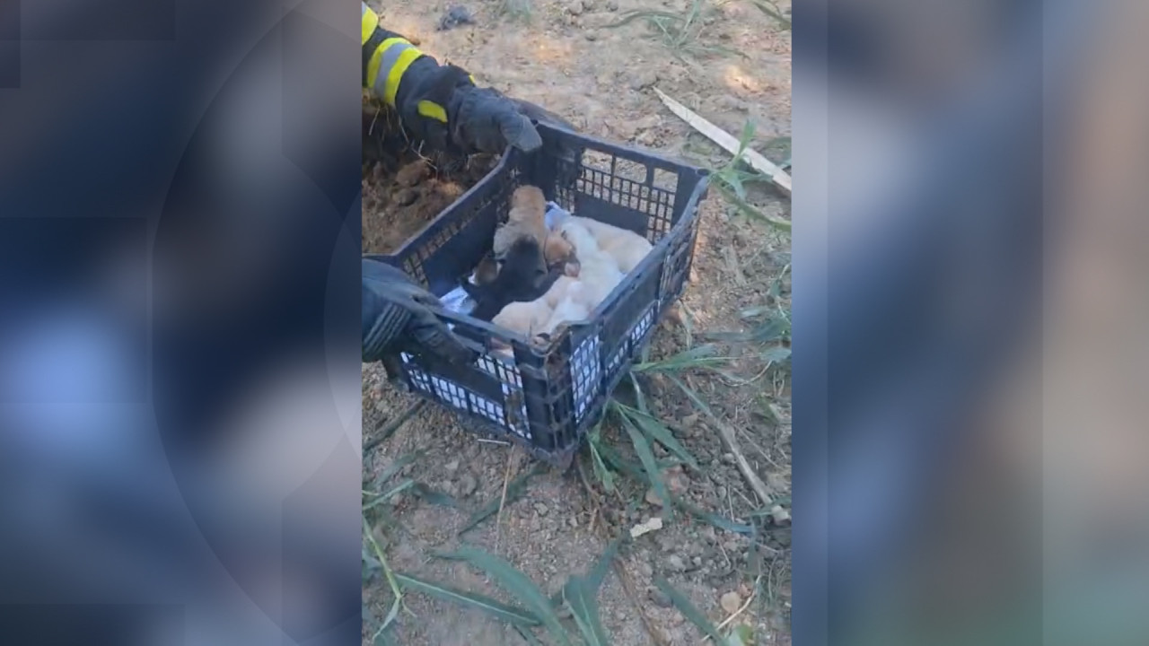 Operaţiune de suflet a pompierilor din Constanţa: 7 căţeluşi, salvaţi de sub un mal de pământ