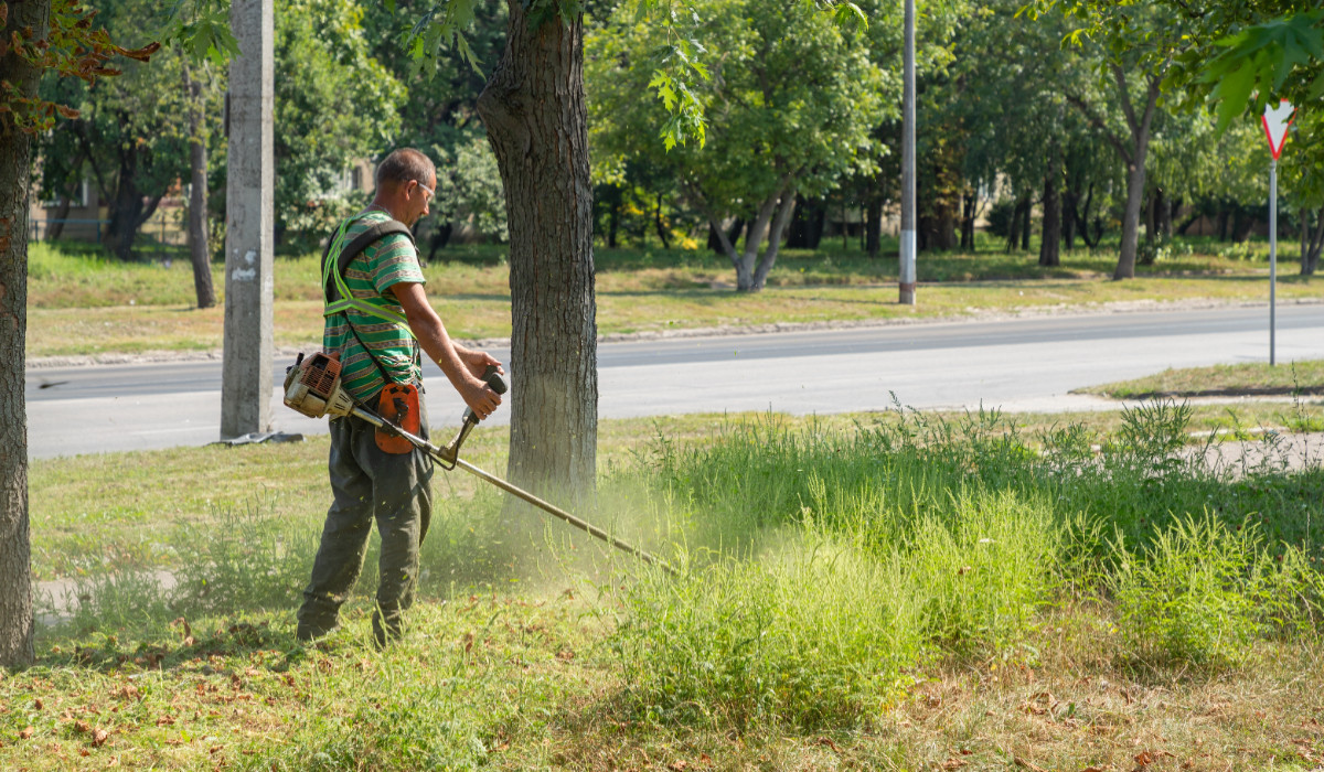 Pericol de sezon pentru proprietarii de terenuri. Buruiana de care trebuie să scape ca să evite amenzi uriaşe