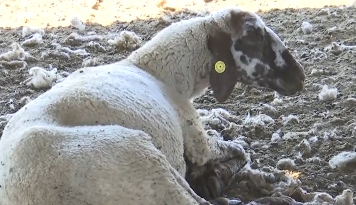 Mor oile în Brăila. Fermierii sunt disperați, zeci de animale au pierit în câteva zile din cauza unei boli