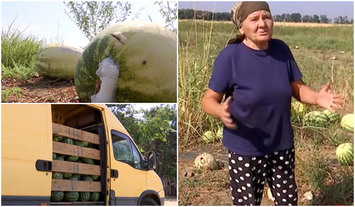 "Mai bine am abandonat". Fermierii din Dolj lasă pepenii pe câmp, după ce prețul a ajuns la 50 bani/kilogram