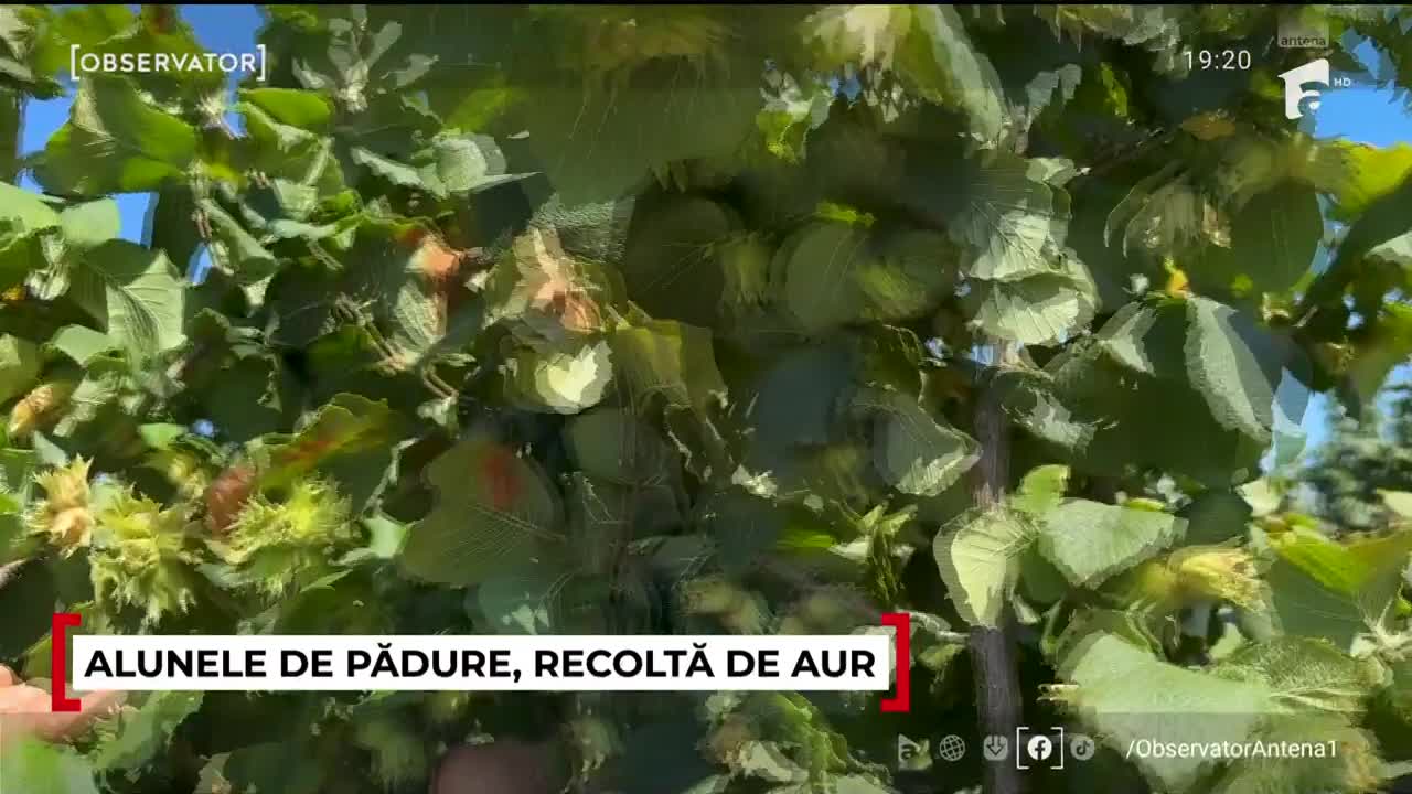 A dat lovitura cu un fruct tot mai căutat. Recolta ajunge direct în Italia