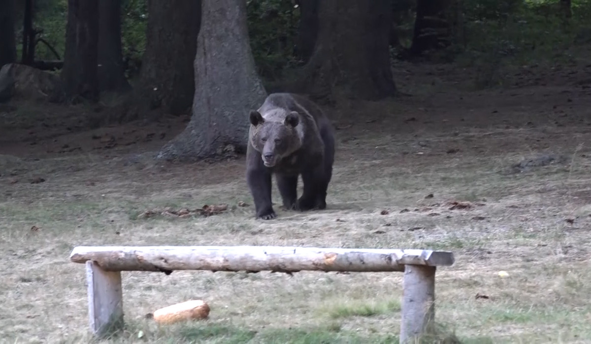 Femeie din Covasna, atacată de urs când își ducea copilul la școală, în timp ce autoritățile căutau animalul