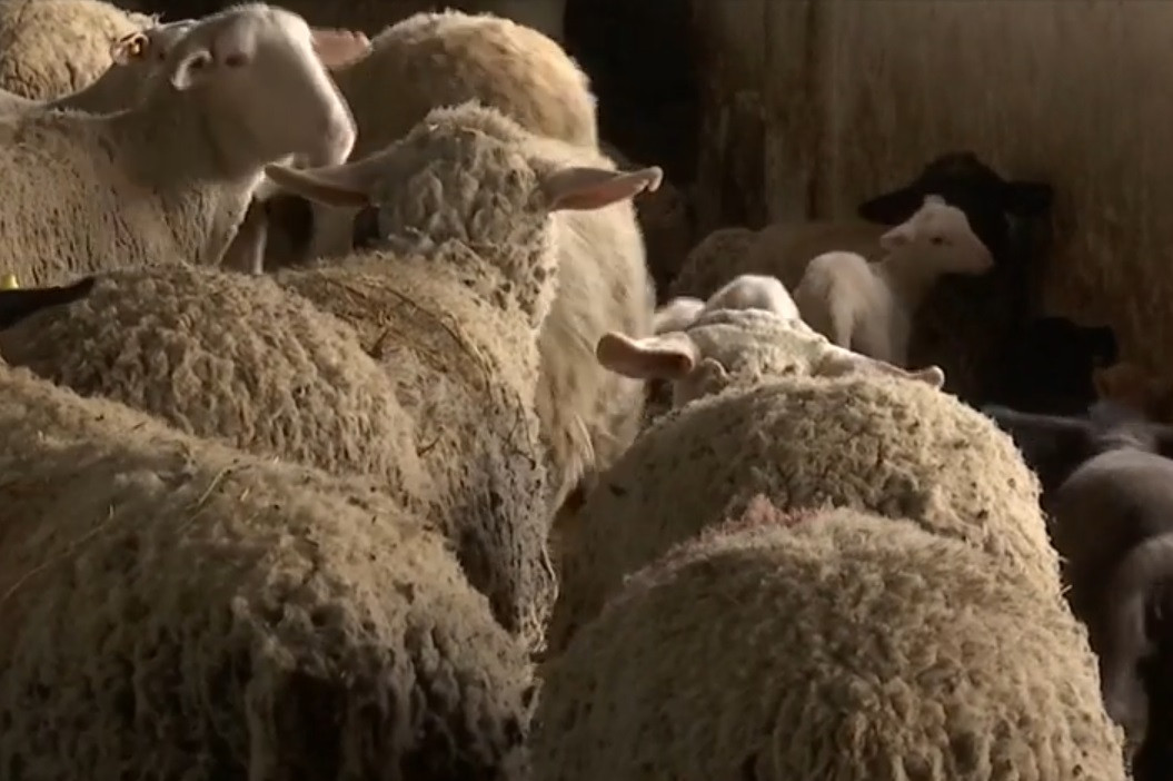 Începe campania de vaccinare la oi și capre. Se începe cu județele din prima linie