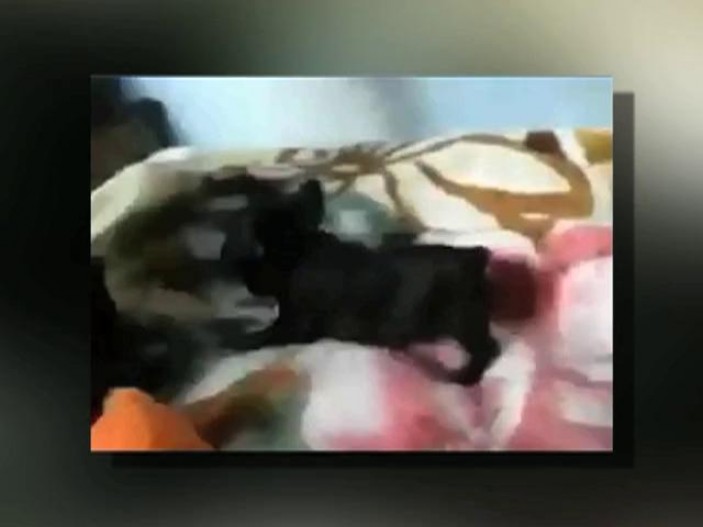 C&acirc;ine nervos &icirc;n pat